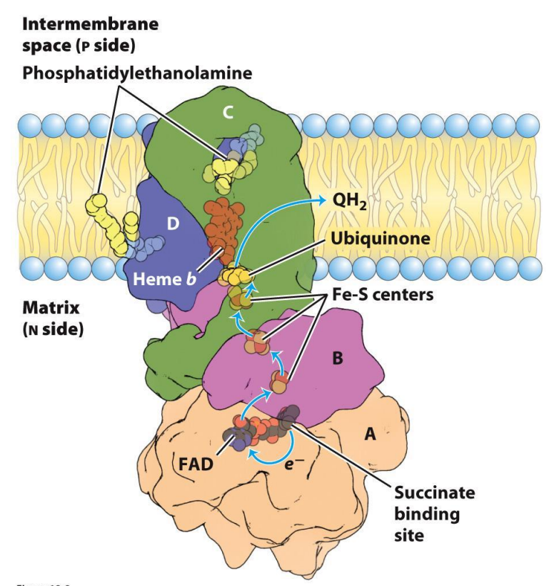 <p>Electron Transport Chain — Complex II</p>