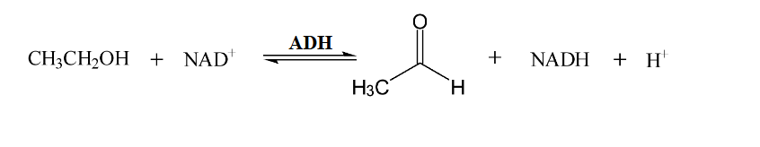 <p>What happens during Alcohol Oxidation? </p>