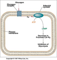 <p>2,3-BPG levels rise to enhance oxygen delivery to tissues.</p>