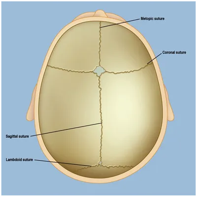 <ul><li><p><strong>coronal</strong></p></li></ul><p>frontal cut</p><ul><li><p><strong>sagittal </strong></p></li></ul><p>cut down middle</p><ul><li><p><strong>lambdoid</strong></p></li></ul><p>cut in back of skull </p><ul><li><p><strong>squamous</strong></p></li></ul><p>paired on thin part of skull</p><p></p>