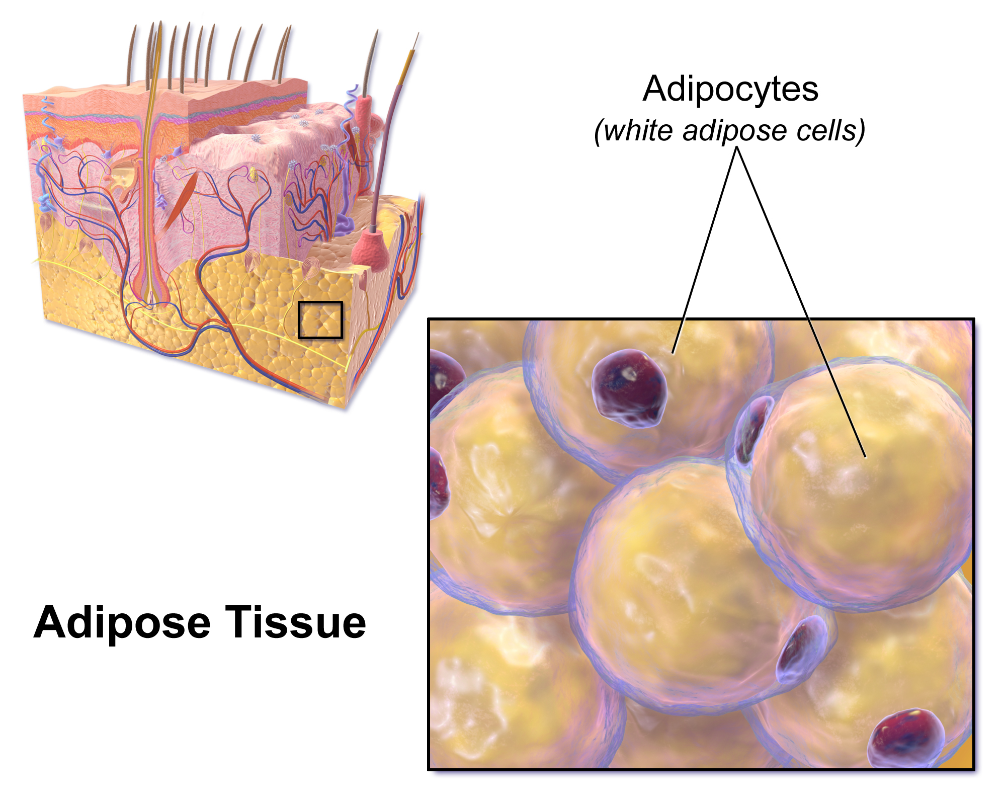 <p>Adipose tissue</p>