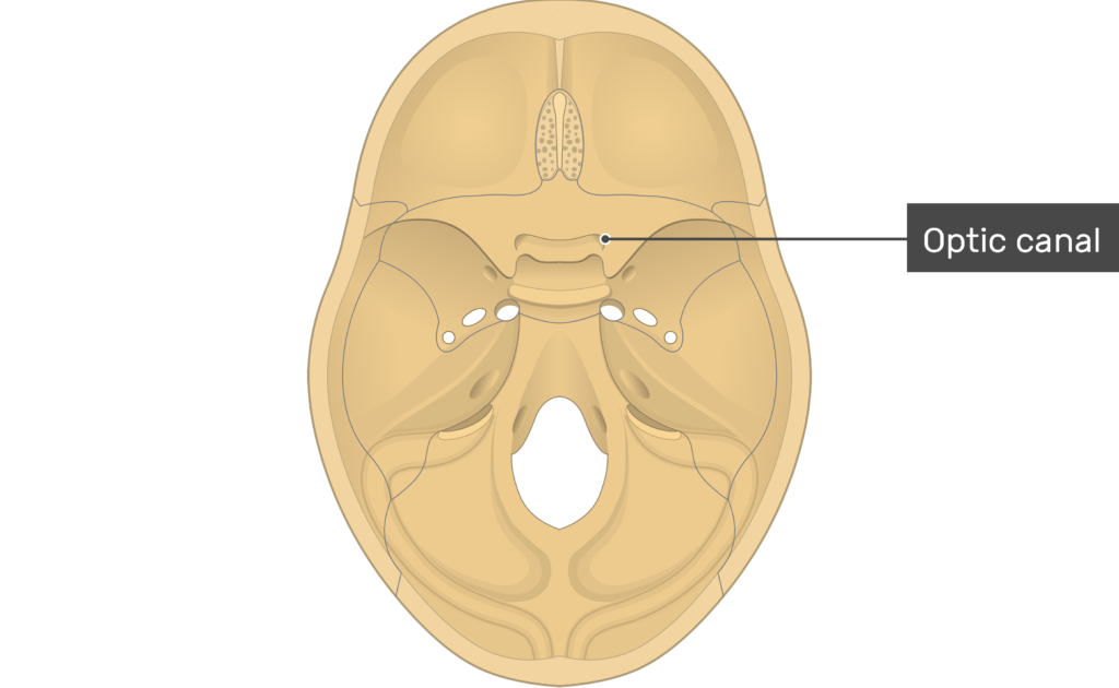 <p>tunnel through bone</p>