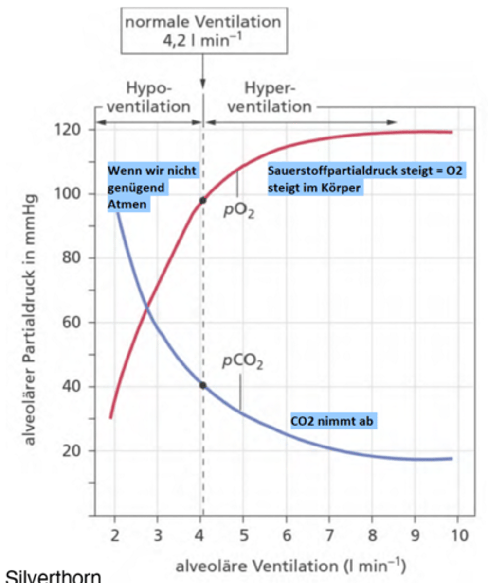 <p>Bei Mehratmung (Hyperventilation) steigt der O2-Druck an und der CO2-Druck fällt drastisch ab</p><p>(-> CO2 regelt den pH im Blut, da dieser abfällt wird da Blut basisch =kribbeln & Schwindelgefühl )</p><p>-> Plateau: Maximalaufnahme von Sauerstoff </p><p>Bei normaler Ruheatmung verändern sich die Partialdrücke jedoch kaum</p><p>Bei flacher Atmung (Hypoventilation) fällt der pO2, während pCO2 ansteigt </p><p>Folge= der Körper bekommt zu wenig Sauerstoff & übersäuert </p>