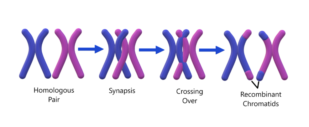<p>prophase I: <span>Chromosomes condense into </span><strong><span>two sister chromatids</span></strong><span> joined by a centromere.</span><span><br></span><strong><span>Homologous chromosomes pair</span></strong><span> to form </span><strong><span>bivalents</span></strong><span>.</span><span><br></span><strong><span>Crossing over</span></strong><span> occurs at </span><strong><span>chiasmata</span></strong><span> between maternal and paternal chromosomes.</span><span><br></span><span>Spindle forms, </span><strong><span>centrioles move to poles</span></strong><span>, and </span><strong><span>nuclear membrane breaks down</span></strong><span>.</span></p><p><span>meta I: Bivalents line up at the </span><strong><span>equator</span></strong><span> and attach to spindle fibres.</span><span><br></span><span>Orientation is </span><strong><span>random</span></strong><span> → </span><strong><span>independent (random) assortment</span></strong><span>.</span></p><p><span>ana I: Homologous chromosomes are </span><strong><span>pulled to opposite poles</span></strong><span>.</span><span><br></span><span>Each chromosome still has </span><strong><span>two chromatids</span></strong><span> (genetically different due to crossing over).</span></p><p><span>telo I: Chromosomes reach poles, </span><strong><span>nuclear membranes reform</span></strong><span>.</span><span><br></span><span>Each nucleus is </span><strong><span>haploid</span></strong><span> (one chromosome from each pair).</span></p><p><span>cytokinesis: cell divides to two haploid cells</span></p>