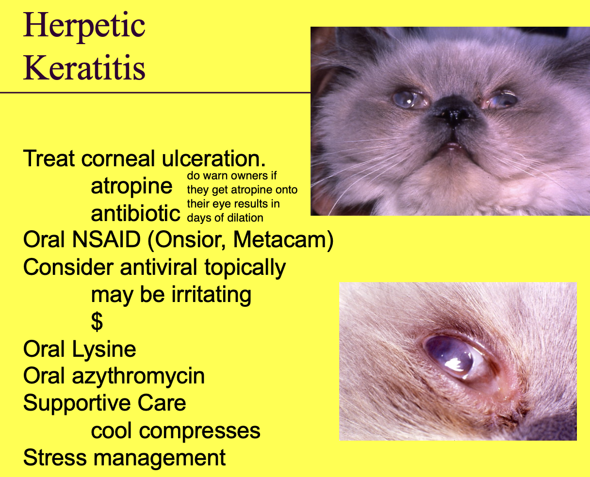<p>Tx corneal ulceration.</p><ul><li><p>Atropine.</p></li><li><p>ABX.</p></li></ul><p>PO NSAID (Onsior, Metacam)</p><p>Consider antiviral topically - may be irritating, $$.</p><p>PO lysine.</p><p>PO azithromycin.</p><p>Supportive care w/ cold compress.</p><p>Stress management.</p>