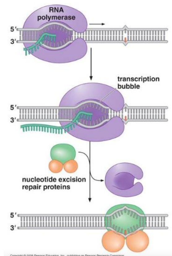 <ul><li><p>Occurs during transcription</p></li><li><p><span style="color: rgb(157, 139, 253);">Ensures cell’s <strong>most important DNA</strong> is efficiently repaired</span></p></li><li><p><span style="color: yellow;">Links excision repair systems with <em>RNA polymerase</em></span> (enzyme that transcribes DNA into RNA)</p></li><li><p>RNA polymerase stalls at DNA lesions and falls off at these points and this then directs the nucleotide excision protein<span style="color: rgb(255, 255, 255);">s (DNA glycosylases and AP endonucleases) to</span><span style="color: rgb(176, 205, 230);"><strong> </strong></span>these sites</p></li><li><p>Targets repair to genes that are actively being transcribed into mRNA</p></li></ul><p></p>