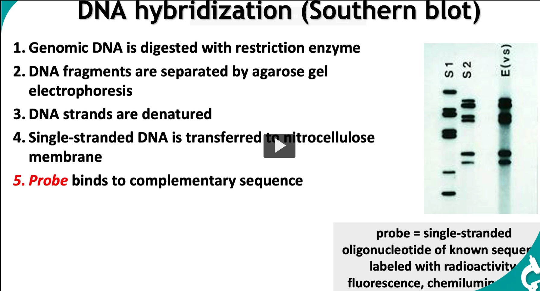<p><strong>DNA hybridization (Southern blot)</strong></p><p>Southern blot = find a specific DNA sequence by using a complementary labeled probe.</p><p>“Cut DNA → separate → transfer → detect with a probe.”</p><div data-type="horizontalRule"><hr></div><ol><li><p>Genomic DNA is digested with restriction enzyme (These enzymes recognize specific sequences and <strong>cut DNA into fragments, </strong>A mixture of <strong>many DNA fragments of different sizes)</strong></p></li><li><p><strong>DNA fragments</strong> are <strong>separated</strong> by <strong>agarose gel electrophoresis </strong>(most common gel)</p></li><li><p><strong>DNA strands</strong> are<strong> denatured</strong></p></li><li><p><strong>Single-stranded DNA</strong> is <strong>transferred</strong> to<strong> nitrocellulose membrane </strong>(The membrane is <strong>stable and accessible</strong> for probing, “Copy the gel pattern onto a durable sheet”)</p></li><li><p><strong>Probe</strong> binds to <strong>complementary sequence </strong>(labeled (radioactive, fluorescent, or chemiluminescent), Probe binds ONLY where the <u>matching sequence</u> exists)</p></li></ol><p><strong>probe: single-stranded oligonucleotide </strong>of <strong>known sequence</strong> labeled with radioactivity, fluorescence, chemiluminescence</p>