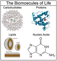 <p>Carbohydrates, lipids, proteins, and nucleic acids</p>