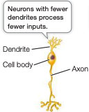<p>they receive information from specific and limited sources</p>