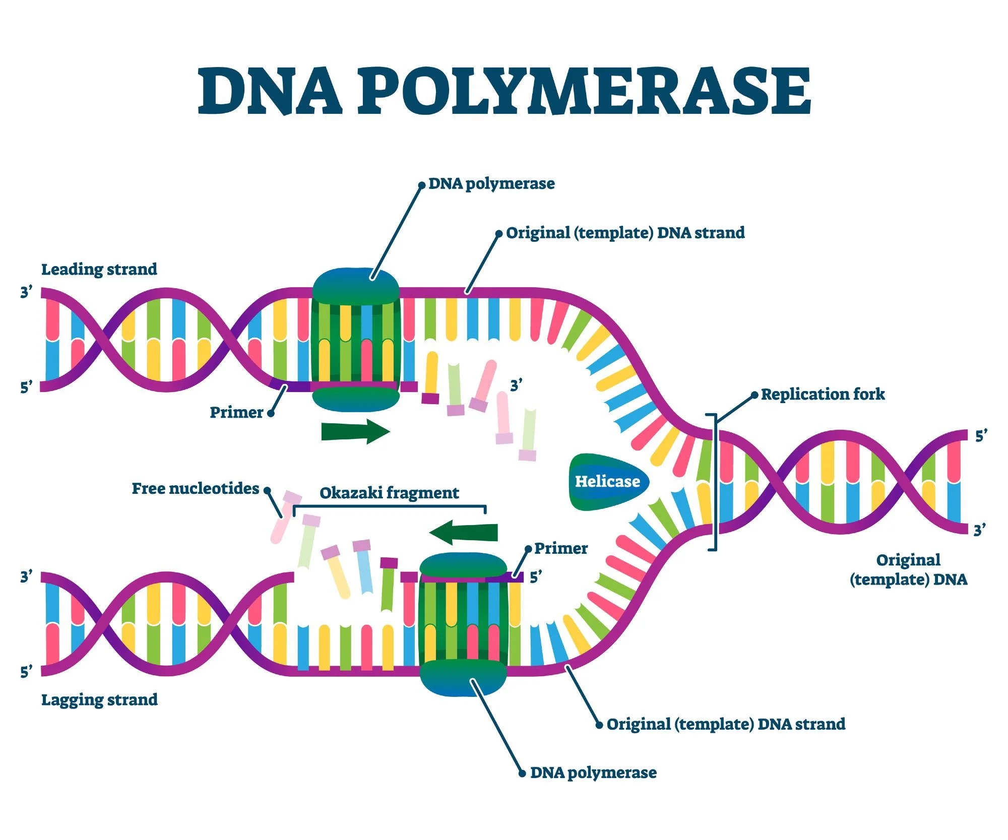 <p>DNA Polymerase</p>