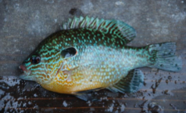 <p>What fish is this</p>