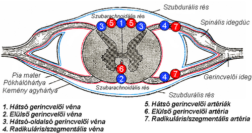 <ol><li><p>Intramedulláris gyűjtőerek vezetnek:</p></li><li><p>mit szednek a szelvényes gerincvelői gyűjtőerek(vv. spinales)?</p></li></ol><p></p>