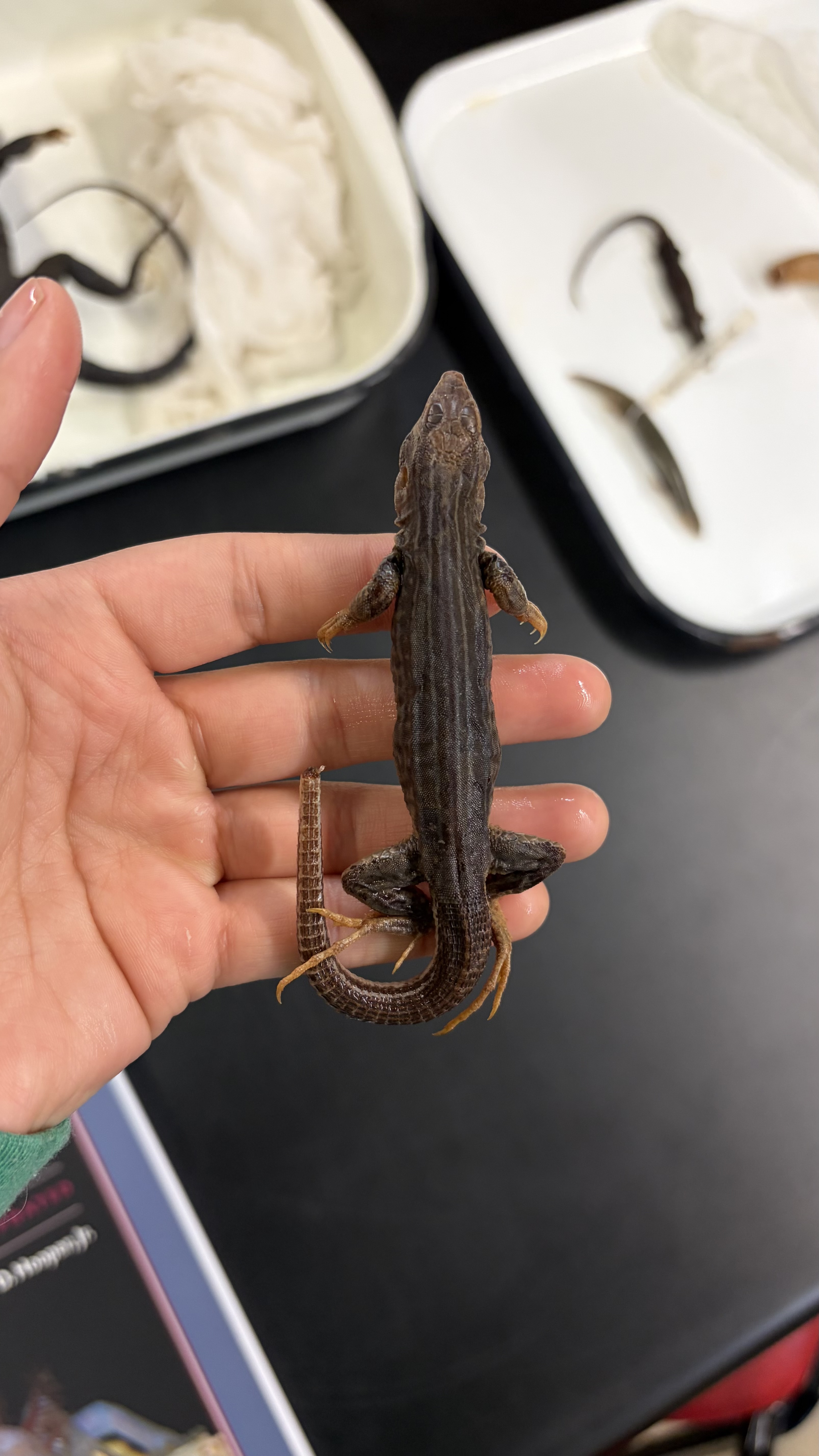 <ul><li><p>very dark ventral side on chest</p></li><li><p>has the lines going down back </p></li><li><p>darker overall</p></li></ul><p></p>