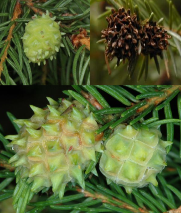 <p>(hálky šišticovitý vzhled na mlazinách, omezuje růst konce větviček, hálka se špičkami, velké cca 1 cm, <strong>větvička hálkou neprorůstá</strong>, napadá smrky)</p>