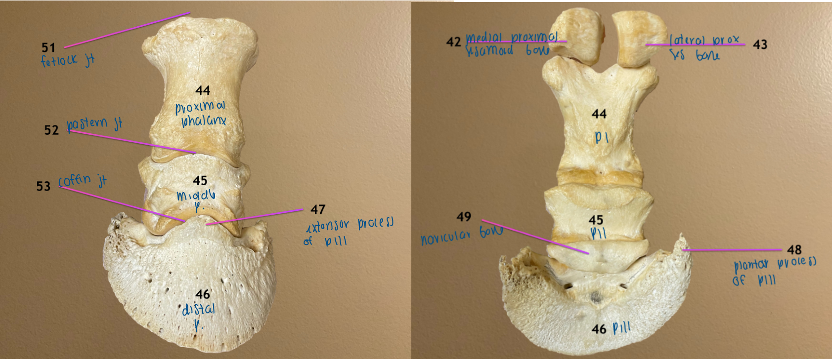<ol start="42"><li><p>medial proximal sesamoid bone</p></li><li><p>lateral proximal sesamoid bone</p></li><li><p>proximal phalanx / PI / long pastern bone </p></li></ol><p>.</p><p><em>note: this is the exact same as thoracic limb</em></p>