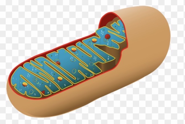 <p>Mitochondria / Mitochondrion</p>