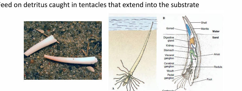 <p>Phylum: Mollusca: Look like tusk shells with a few hundred species who burrow into sand. FIRST CURRENCY</p>