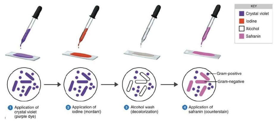 <p>Crystal violet (primary stain), 1 min + rinse , Gram Iodine (mordant), 1 minute + rinse, Alcohol (decolorizer), Safranin (counterstain), rinse, blot</p>