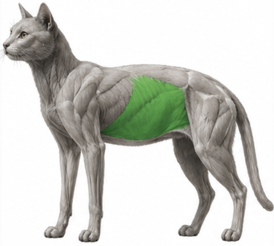 <p>What cat muscle is this?</p>