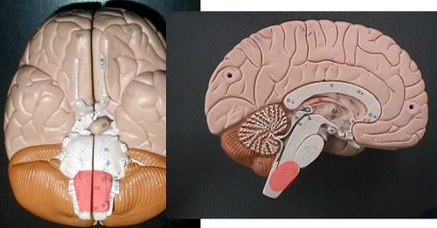 <p>The first brain structure, is immediately superior to the spinal cord and is the most vital part of the brain because it houses the respiratory and cardiovascular control centers.</p>