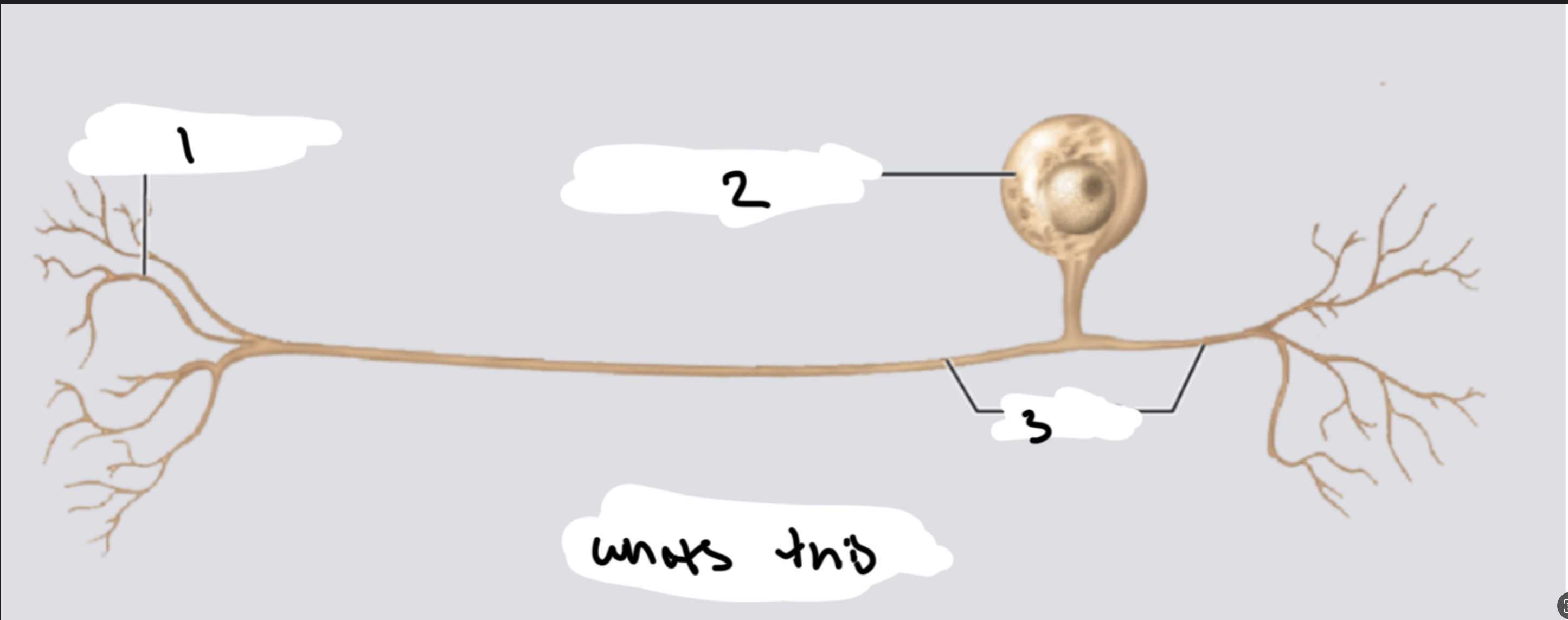 <p>WHATS THIS: XX XX</p><p>1.XX</p><p>2.XX</p><p>3.XX</p>