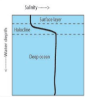 <p>halocline</p>