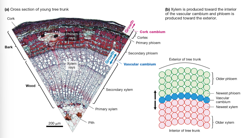 <p>Vascular Cambium</p>