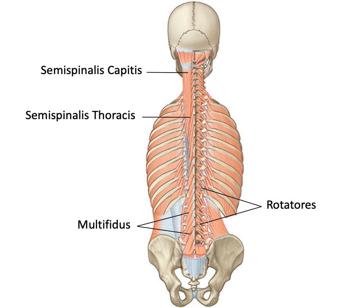 <p>Deep layer tramsversospinales</p>