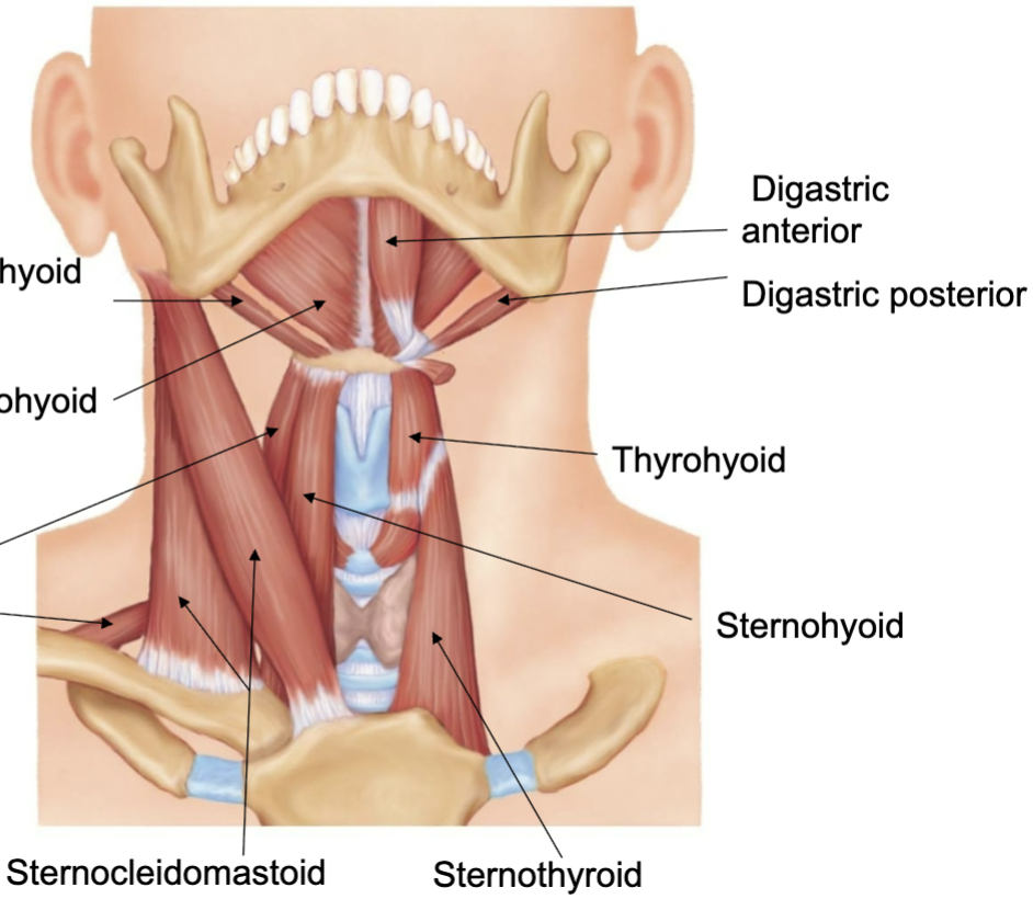 <p>muscle directly behind the stylohyoid</p>