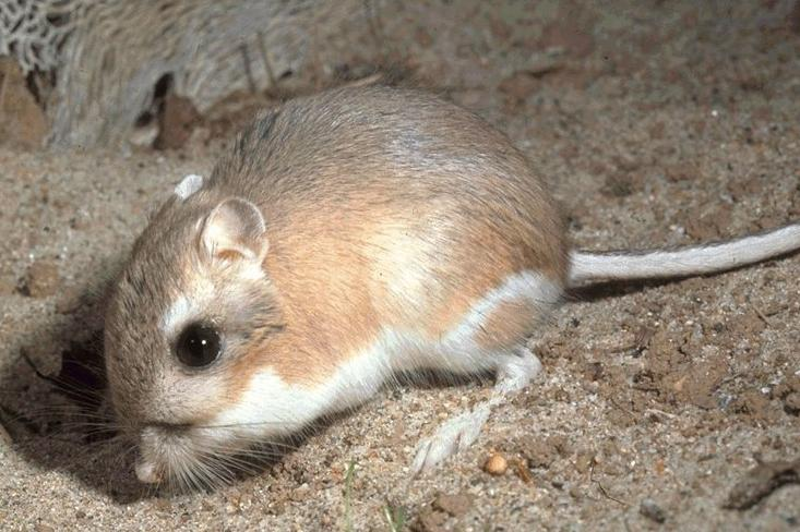<ul><li><p>They live in cool, stable burrows underground</p></li><li><p>They obtain 90% of water from metabolic, condensation reactions & 10% from food (e.g. seeds)</p></li><li><p>They forage at night to reduce water loss & avoid predators</p></li><li><p>They lack sweat glands& don’t pant</p></li><li><p>They produce highly concentrated urine, due to long loops of Henle</p></li><li><p>Their kidney tubule cells have many microvilli for increased reabsorption (larger surface area)</p></li><li><p>Their kidney cells contain many mitochondria to provide ATP for active transport</p></li></ul><p></p>