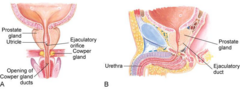 <p>At the base of the bladder, surrounding the urethra.</p>