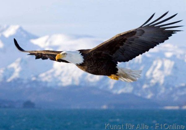 <p>Soar (verb)</p>