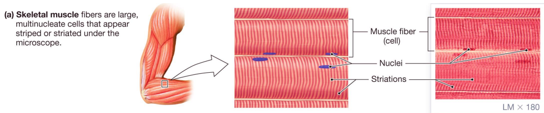 <p>skeletal muscles are located in__and function to__. they are controlled voluntarily by__. they can be striated (have stripes).</p>
