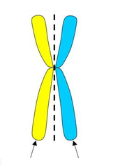 <p>Identical halves of a duplicated chromosome.</p>