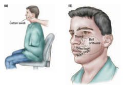 <p>Changes in the organization of cortical areas as a result of experience.</p>