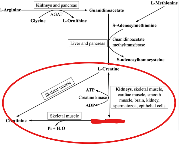 <p>What is creatine converted into- in which it serves as a high energy phosphate reserve that can quickly replenish ATP during periods of high energy demand</p>