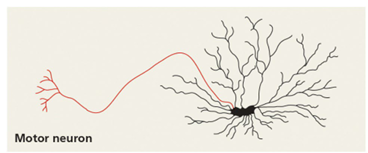 <p>Motor output leaves the brain or ganglia via motor neurons, which trigger muscle or gland activity</p><p></p>
