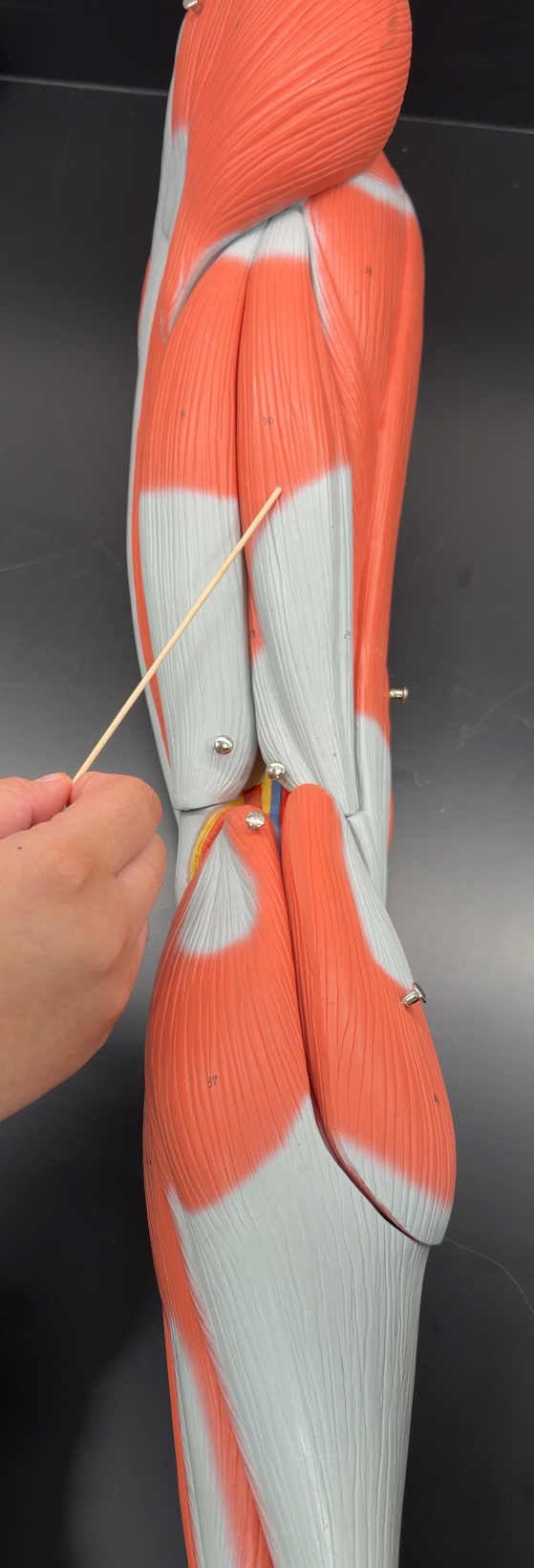 <p>name the muscles and its function</p>