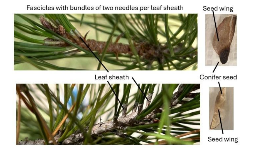 <p>Pine Fascicle; Draw and label:</p><ul><li><p>needle </p></li><li><p>fascicle</p></li><li><p>leaf sheath</p></li></ul><p></p>