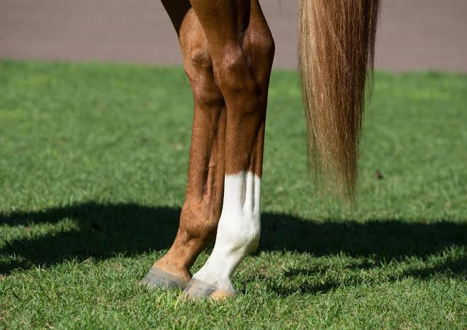 <p>What leg marking is this?</p>