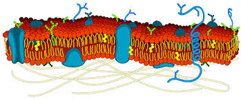 <p>A phospholipid bilayer is a universal component of all cell membranes, consisting of two layers of amphipathic phospholipids. It is arranged such that the hydrophilic phosphate heads point outward toward the aqueous environment, while the hydrophobic hydrocarbon tails point inward, creating a non-polar central core.</p>
