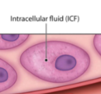 <p>inside the of the cell aka the cytoplasm</p>