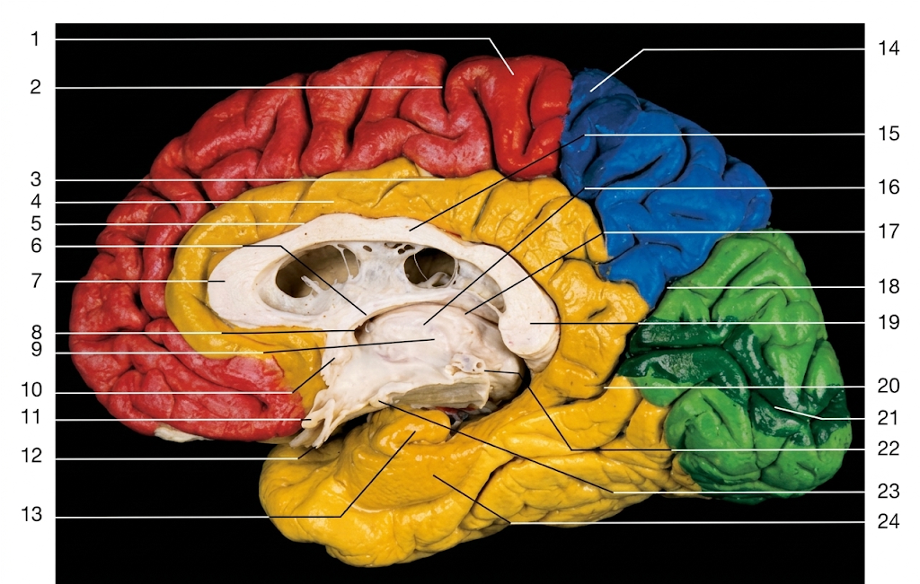 <p>18</p>
