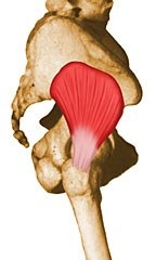 <p>Superior Gluteal N</p>