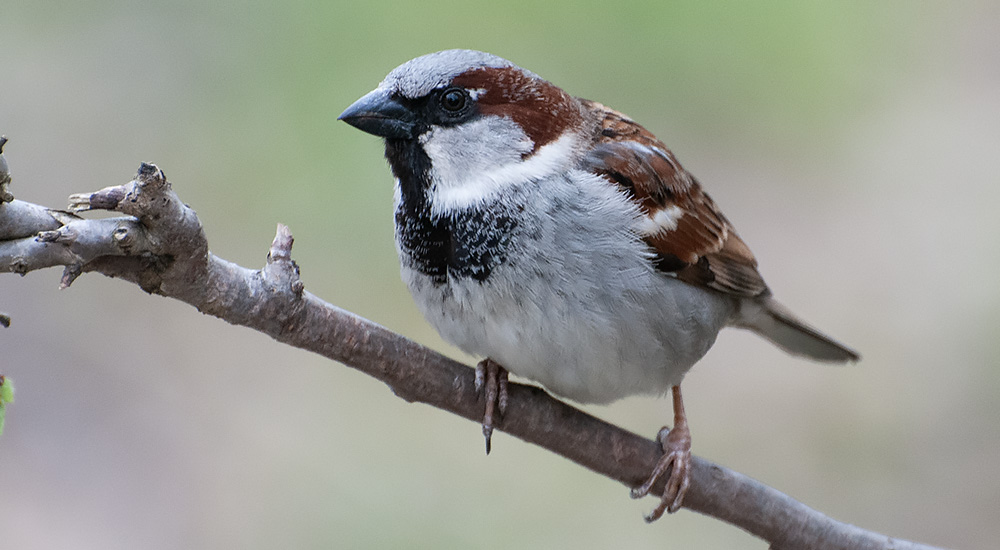 <p>grå hjässa, chokladbrun nacke, stor svart strupfläck. Undersidan är ljusgrå medan ryggsidan går i brunt med längsgående mörka streck. <strong>STOR brun eyeliner</strong> som går ner i nacken</p>