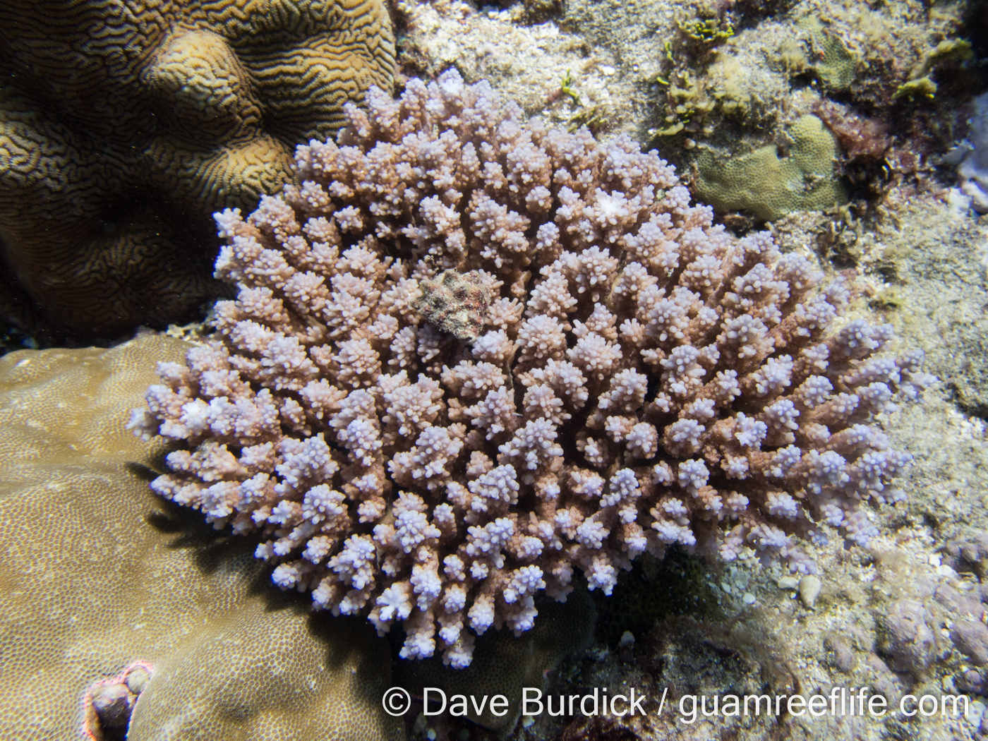 <p>Acropora coral growth form characterized by small protruding corallites, branching structure, and growth in more than one layer.</p>
