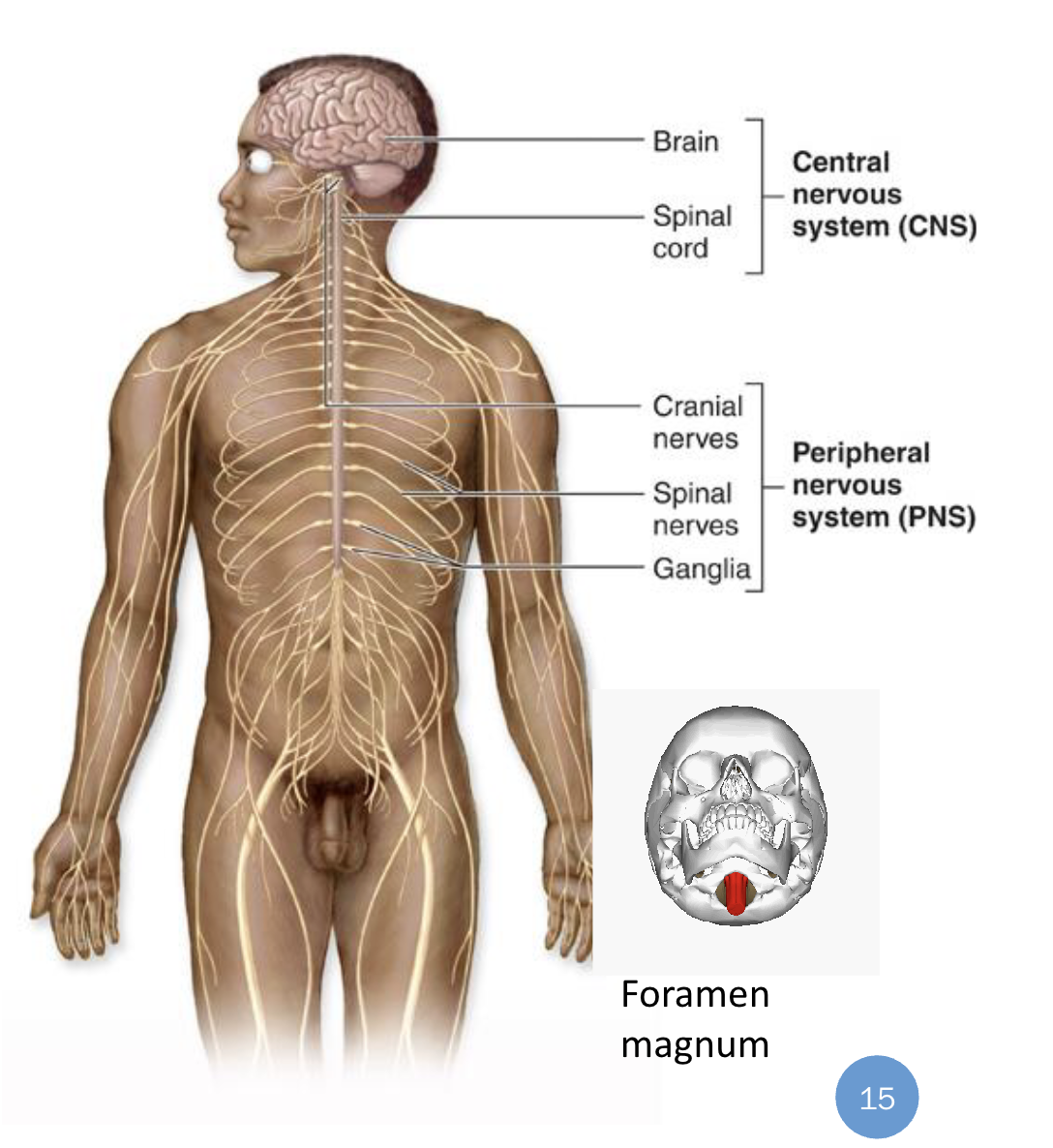 <p>Consists of: </p><ul><li><p>Brain: Located up the cranial vault of the skull </p></li><li><p>Spinal cord: Located in the vertebral canal </p></li><li><p>Brain and spinal cord: Continuous with each other at the foremen magnum</p></li></ul><p></p>