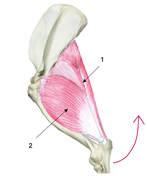 <p>What muscle group is this?</p><p>What muscles are these?</p>