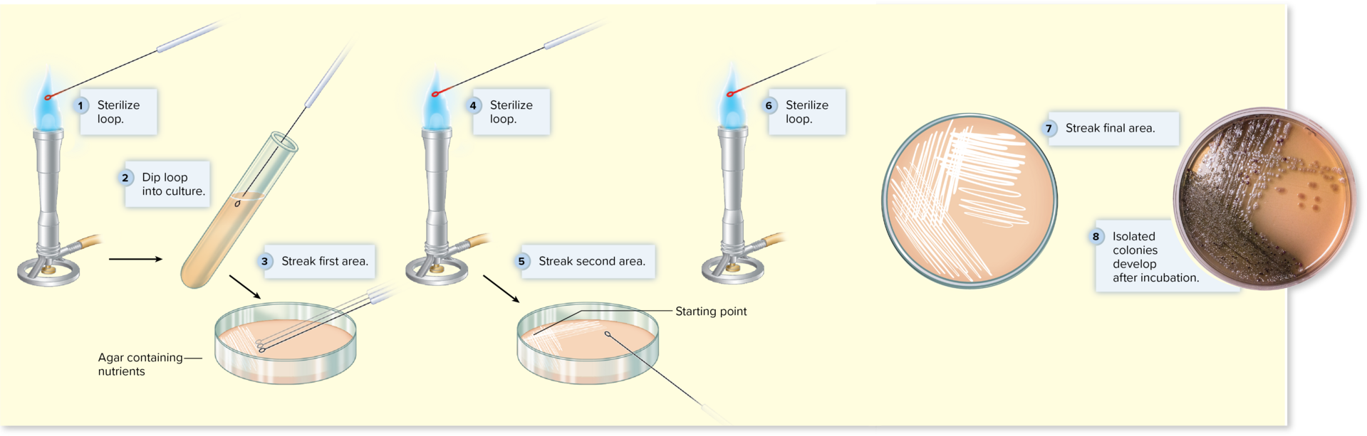 <p><mark data-color="yellow" style="background-color: yellow; color: inherit;">Simplest and most commonly used technique for isolating bacteria</mark></p><p>Successive streak patterns used to sequentially dilute an inoculum on the surface of an agar plate</p><p><mark data-color="yellow" style="background-color: yellow; color: inherit;">→ spreads out cells into isolated colonies </mark></p><p><u><mark data-color="yellow" style="background-color: yellow; color: inherit;">w/ goal</mark></u><mark data-color="yellow" style="background-color: yellow; color: inherit;">: retrieving a </mark><mark data-color="purple" style="background-color: purple; color: inherit;">pure culture</mark></p>