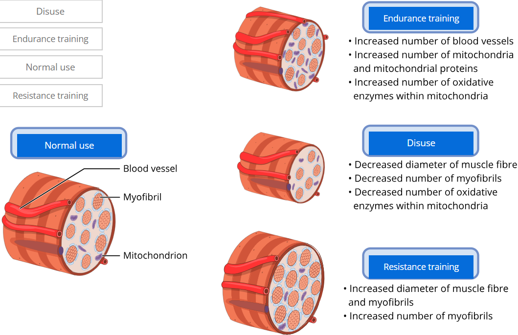 Different states of muscle fibre